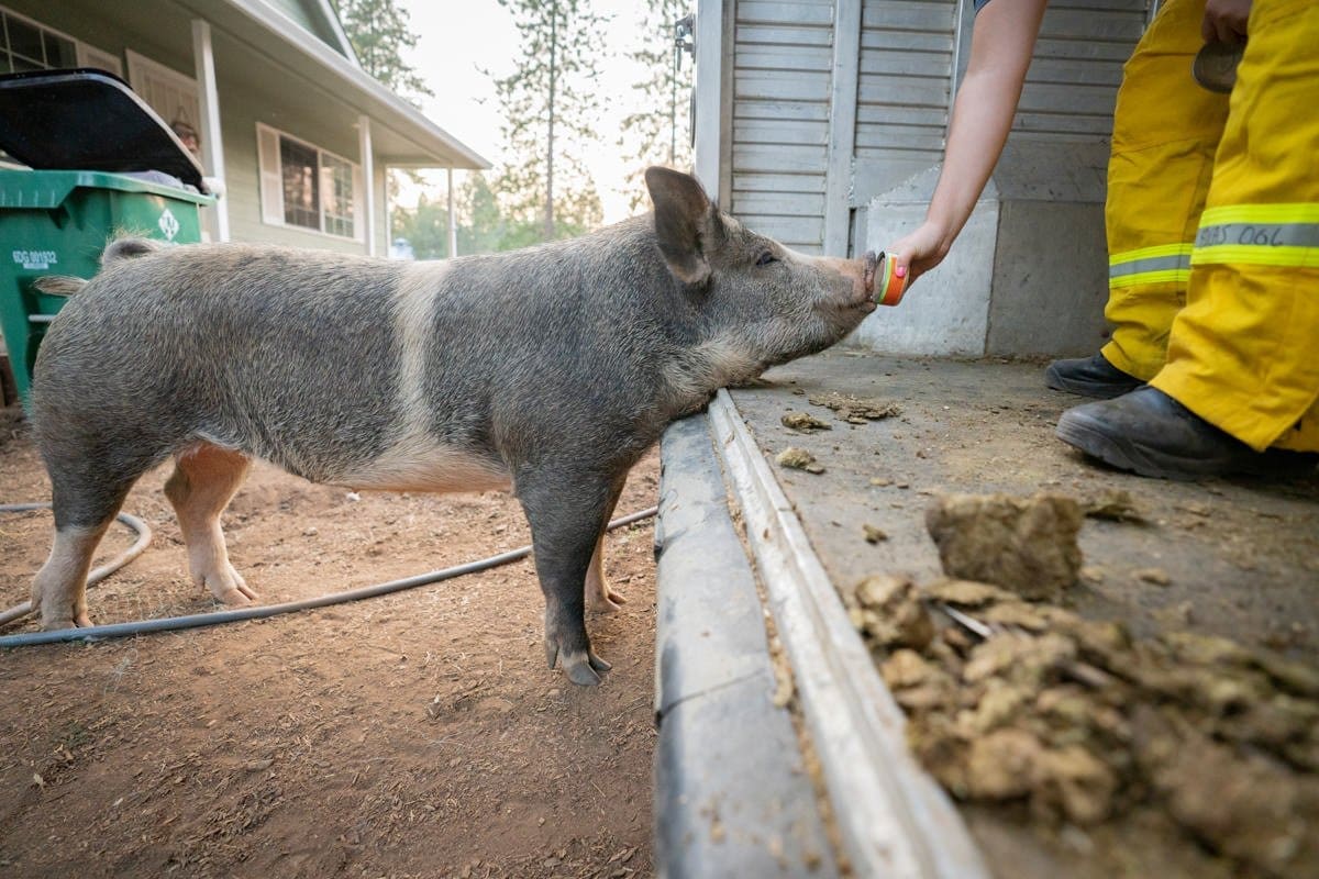 a rescue worker feeds a rescued pig