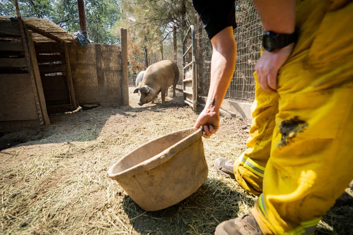 documentary photography of Rescue workers trying to lure a pig from his holding pin