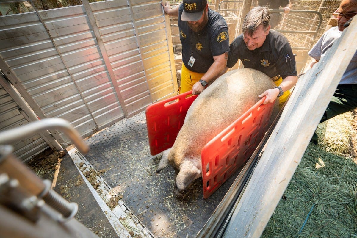 rescue workers load a farm pig into a trailer to transport to safety in this documentary photo