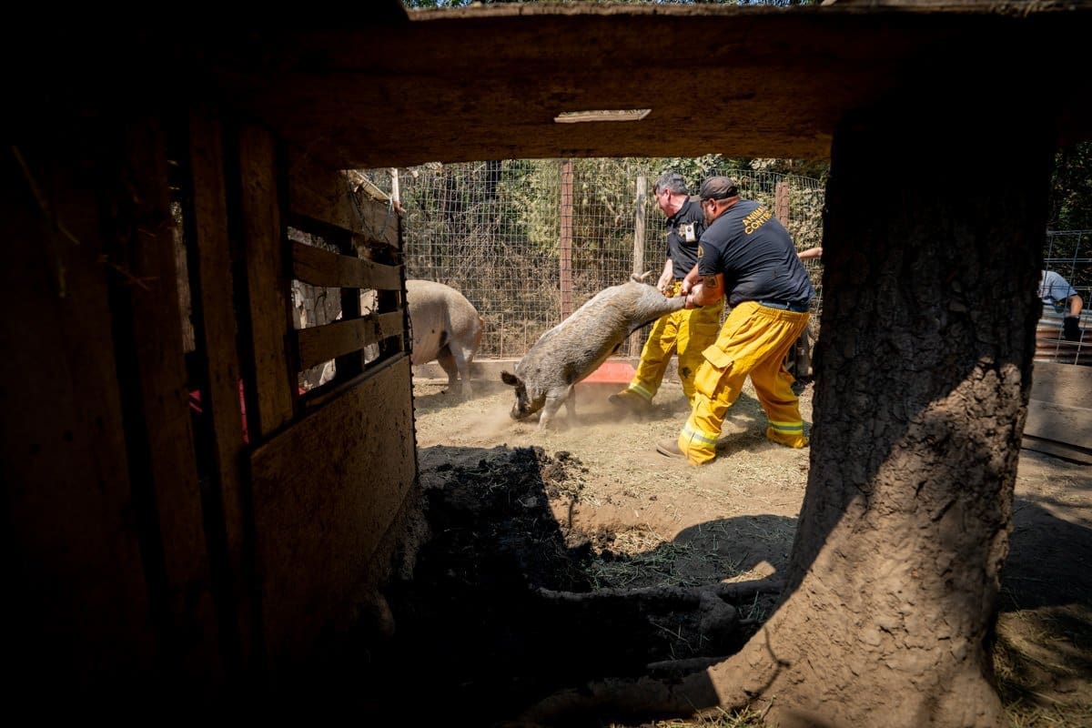 documentary photograph as Rescue workers attempt to wrangle a farm pig to safety