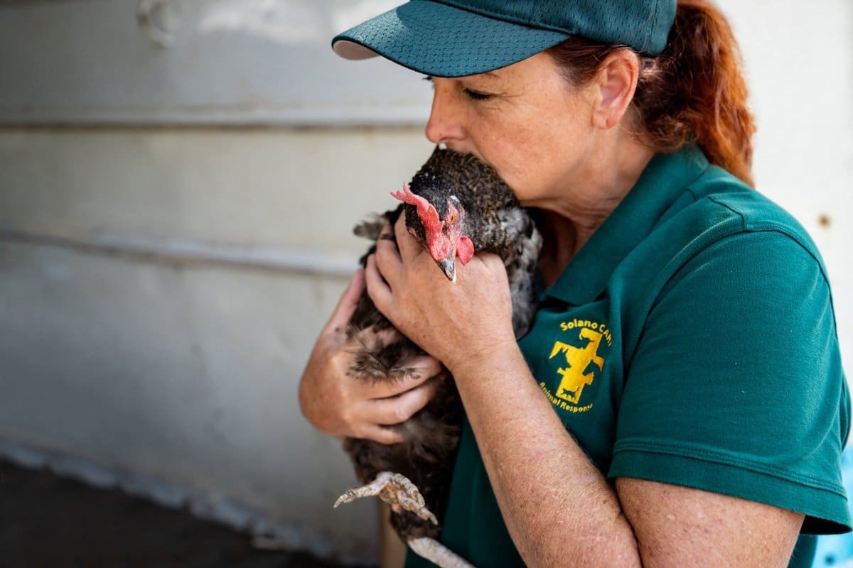 a rescue workers holds a chicken rescued from the wildfires