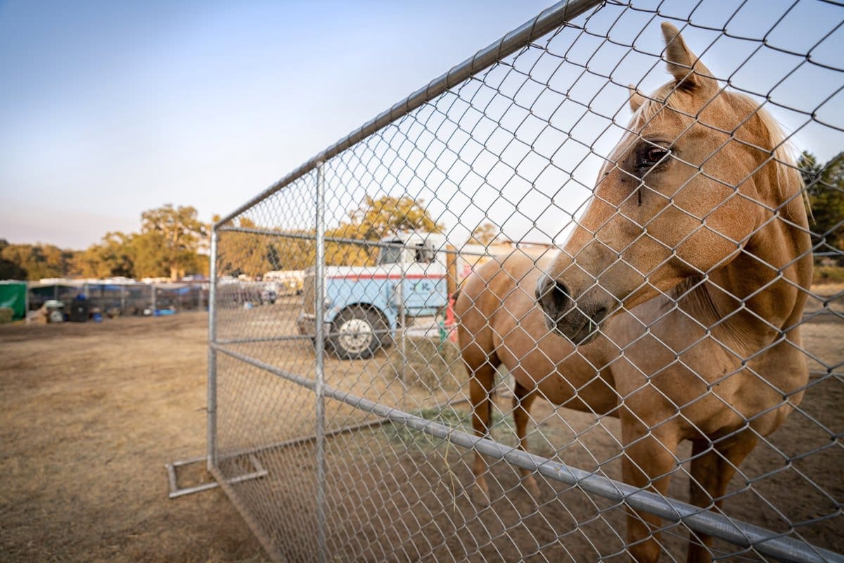 a rescued horse from the California wildfires stands behind a temporary fenced enclosure