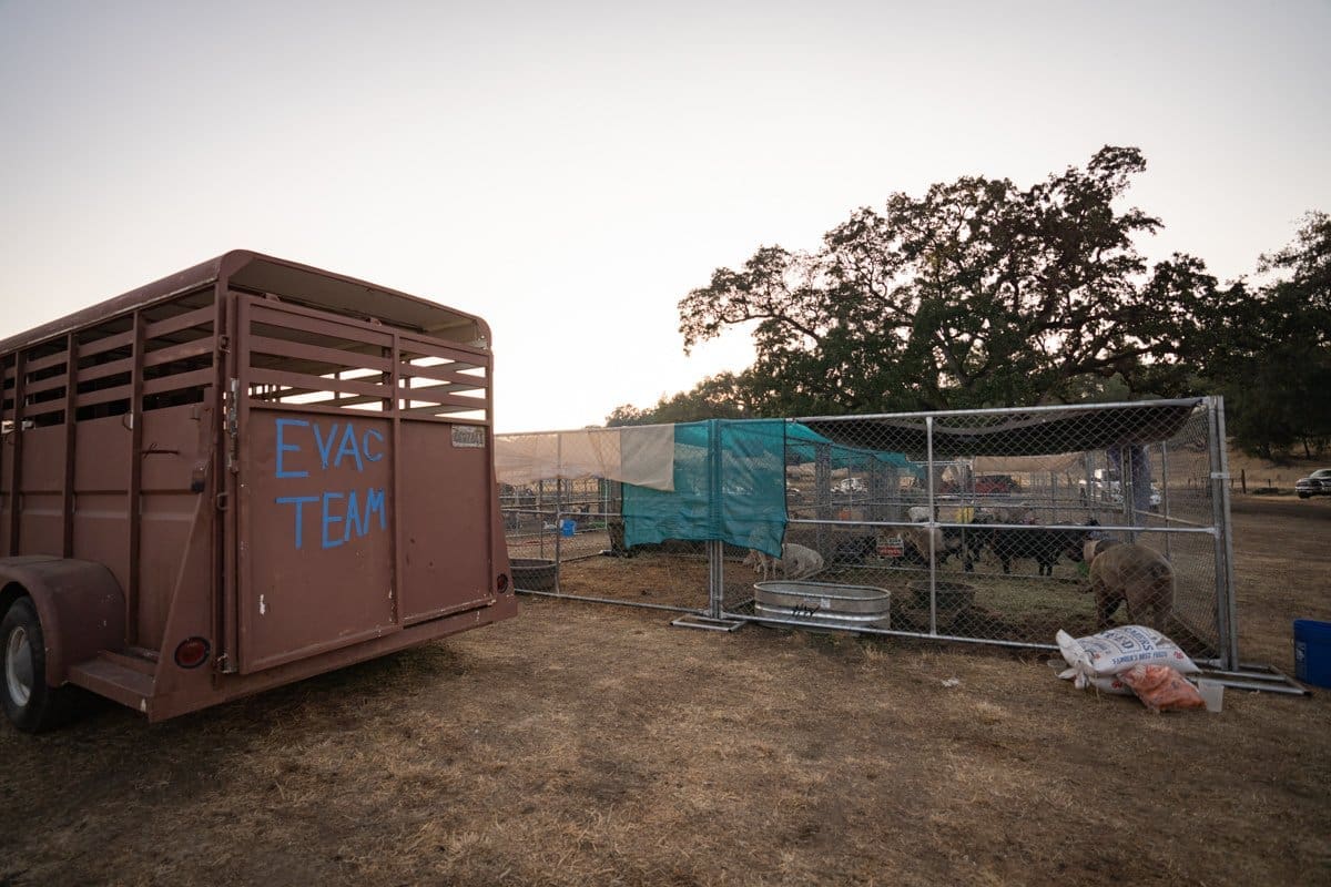 cages and trailers of rescued animals from the California wildfires