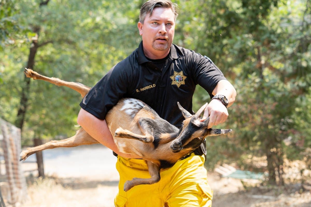 a rescue worker carries a farm goat to safety in this documentary photo