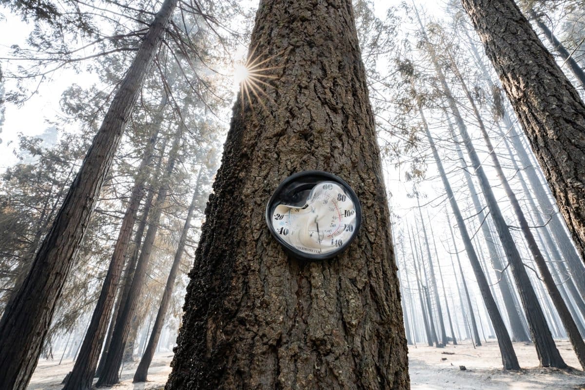 a melted outdoor thermometer sticks to a burned tree in the forest in this documentary photograph of California wildfires.